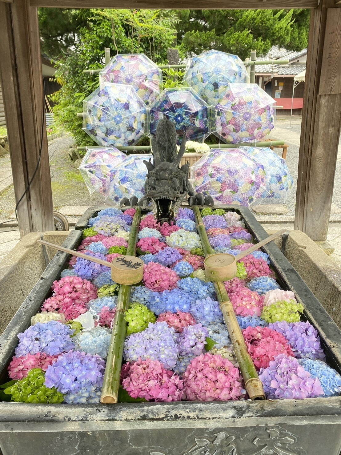 「あじさいウイーク」京都・柳谷観音 楊谷寺に約5,000株のあじさい、カラフル“花手水”も｜写真3