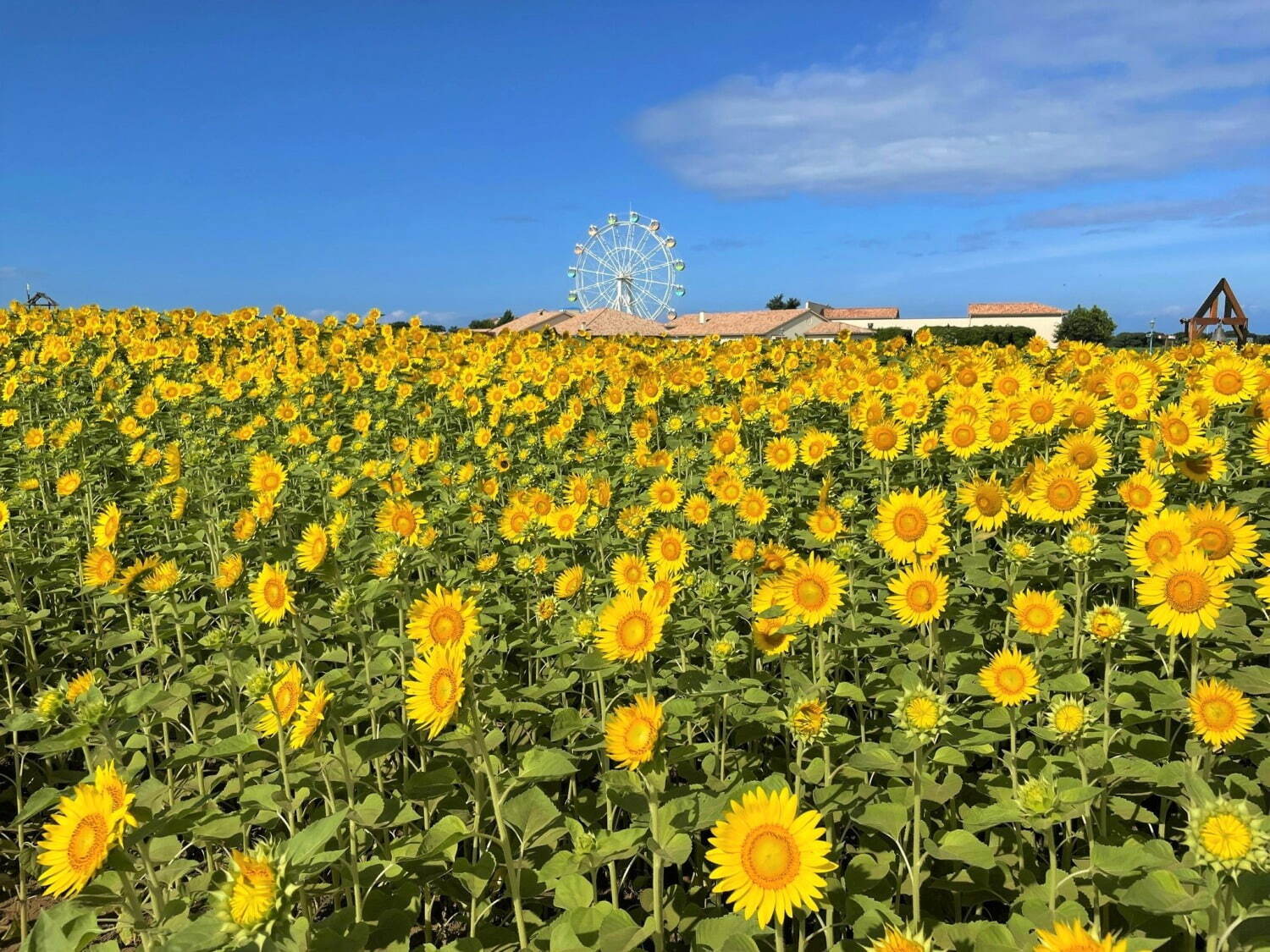 横須賀「ソレイユの丘」で約10万本のヒマワリが開花、“まるで絵画”のような絶景＆限定ひまわりフード｜写真2