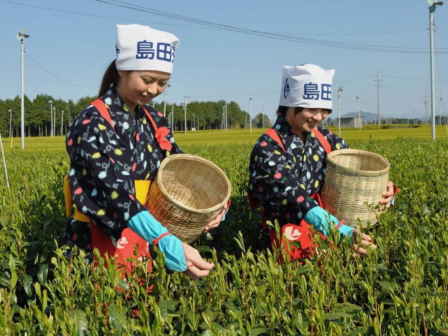 体験プログラム「推し緑茶に逢いたい。」1,500円