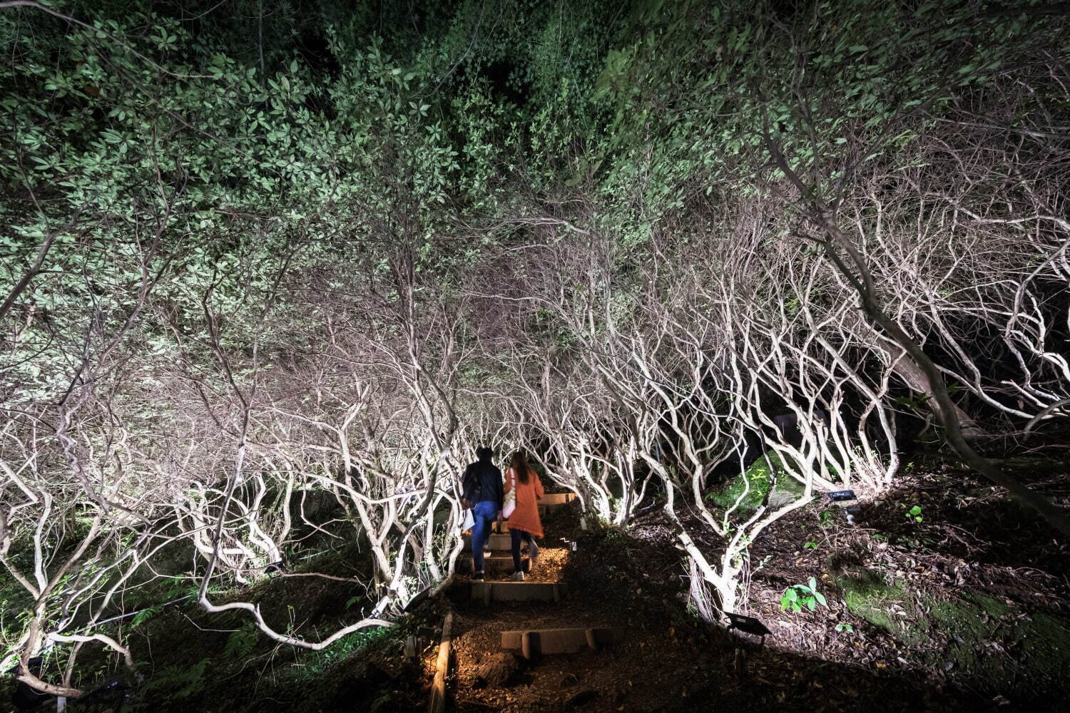 チームラボが佐賀・御船山楽園の大自然を光のアートに、滝”の投影や輝く桜＆もみじなど｜写真16