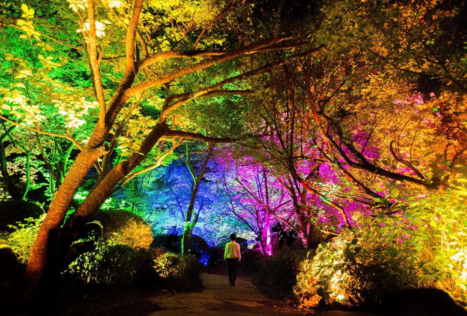 チームラボ《夏桜と夏もみじの呼応する森》2017, Interactive Digitized Nature, Sound: Hideaki Takahashi © teamLab, courtesy Pace Gallery