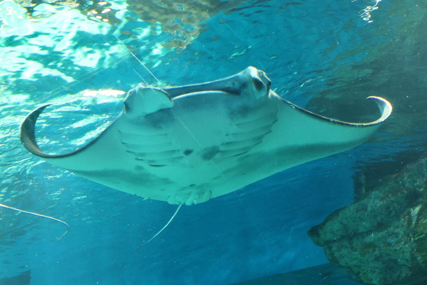 マクセル アクアパーク品川「ネイキッド 花火アクアリウム」海の生き物×デジタル花火の“夏祭り”｜写真5