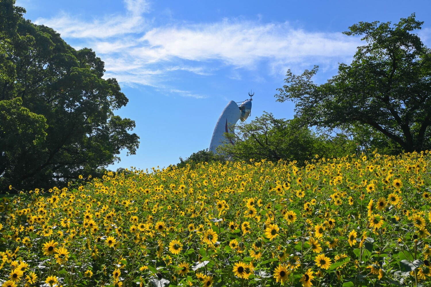 大阪「万博記念公園 ひまわりフェスタ」約12,000本が咲き誇る絶景、珍しい色のヒマワリも｜写真1