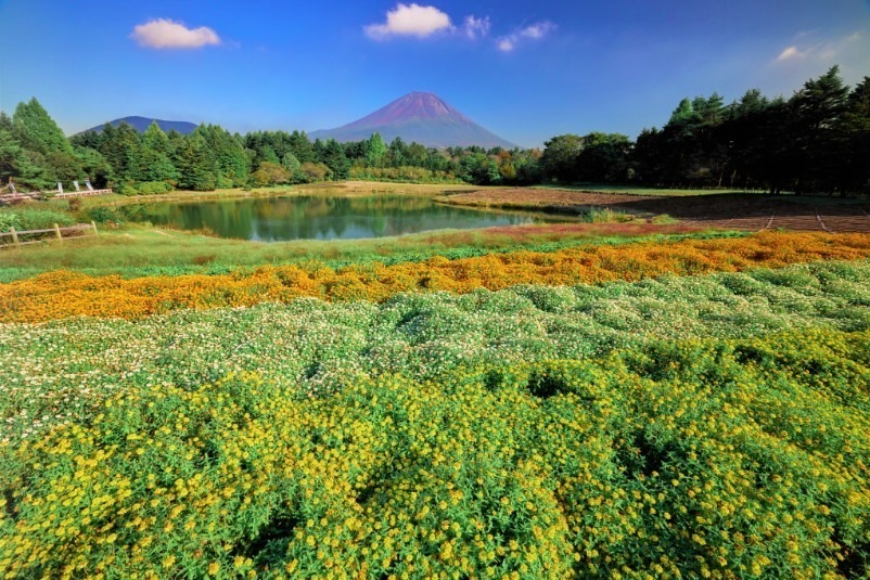 山梨・富士本栖湖リゾート「虹の花まつり」15品種約8万株、色彩豊かな花々と富士山の競演｜写真3