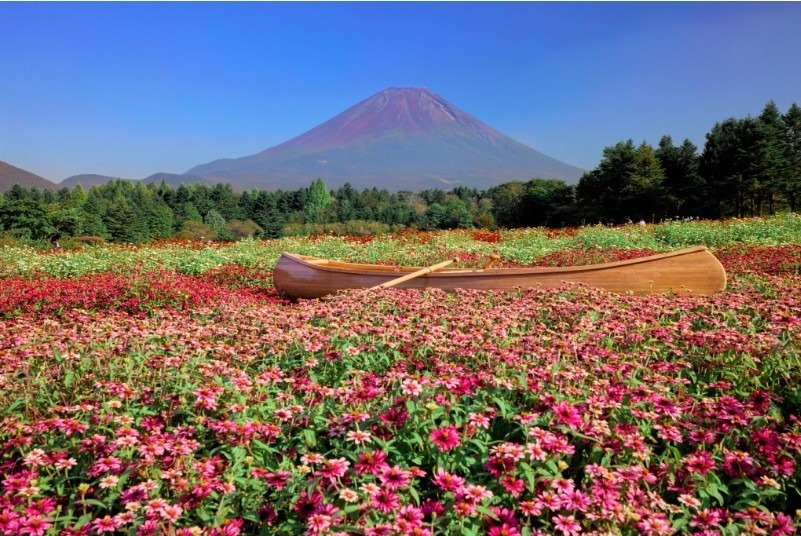 山梨・富士本栖湖リゾート「虹の花まつり」15品種約8万株、色彩豊かな花々と富士山の競演｜写真5