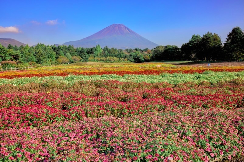 山梨・富士本栖湖リゾート「虹の花まつり」15品種約8万株、色彩豊かな花々と富士山の競演｜写真1