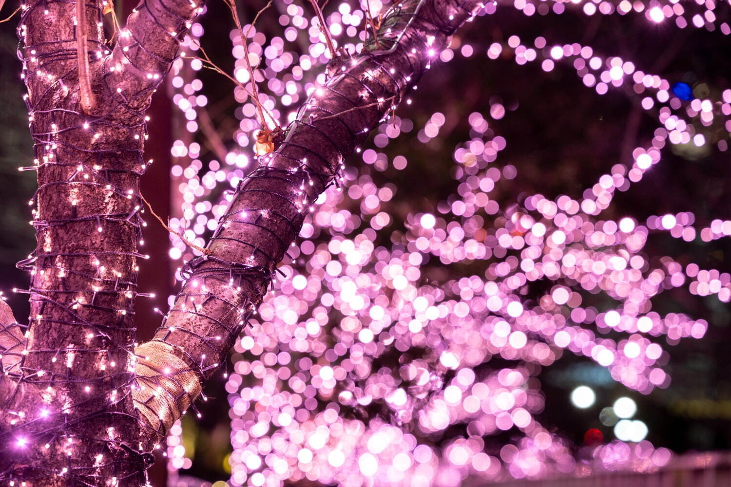 「目黒川みんなのイルミネーション2024」“冬の桜”輝く光の空間、桜色にライトアップ｜写真1