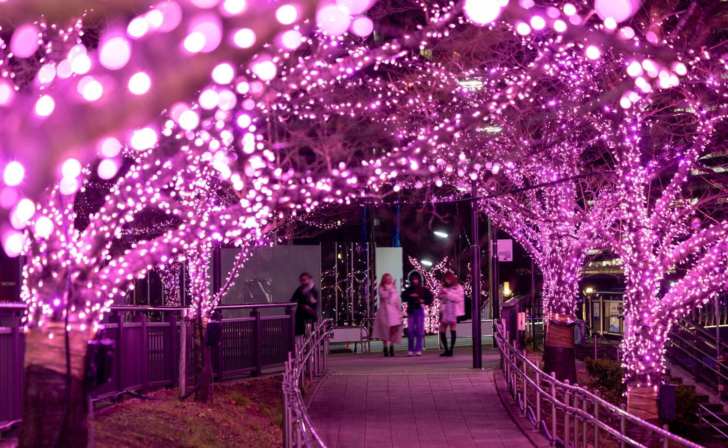 「目黒川みんなのイルミネーション2024」“冬の桜”輝く光の空間、桜色にライトアップ｜写真4