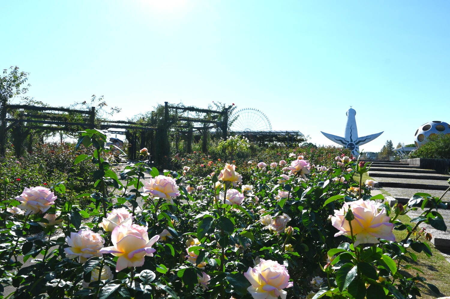 大阪「万博記念公園 秋のローズフェスタ」咲き誇る約2,400株の秋バラ、“花びら”飾ったスイーツも｜写真4