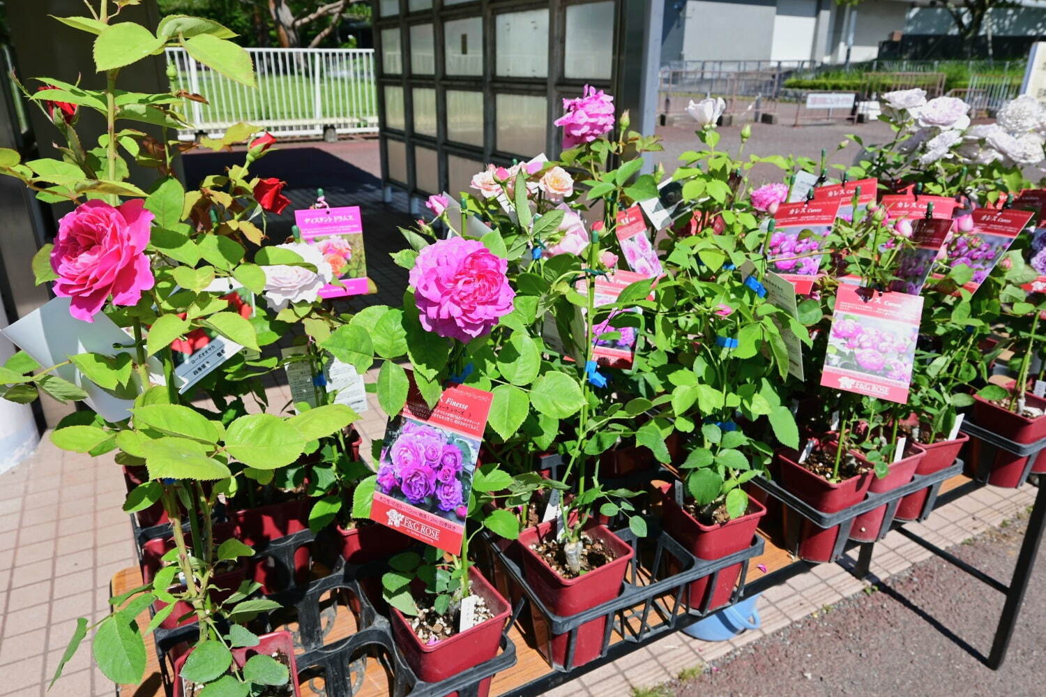 大阪「万博記念公園 秋のローズフェスタ」咲き誇る約2,400株の秋バラ、“花びら”飾ったスイーツも｜写真3