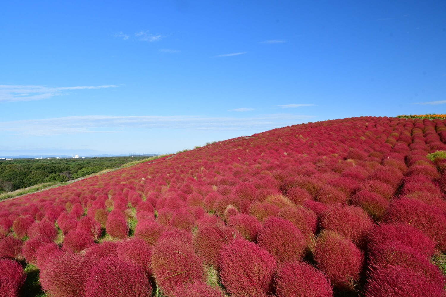 茨城・国営ひたち海浜公園“コキア”の紅葉、丘を真っ赤に染める約4万本｜写真1