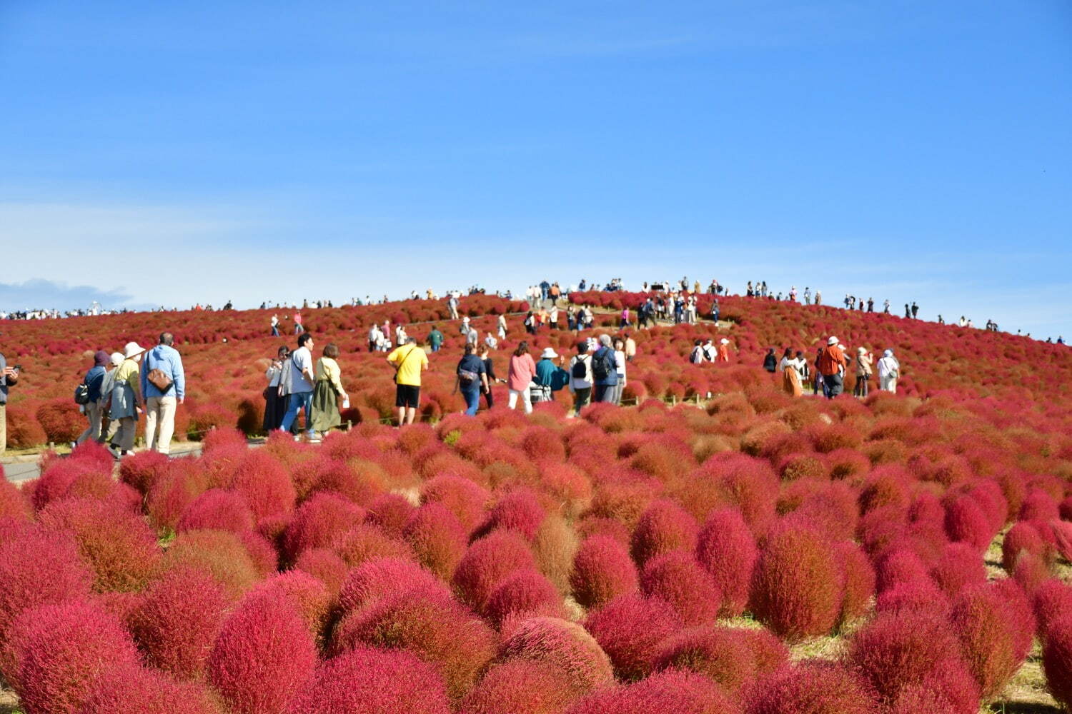 茨城・国営ひたち海浜公園“コキア”の紅葉、丘を真っ赤に染める約4万本｜写真3