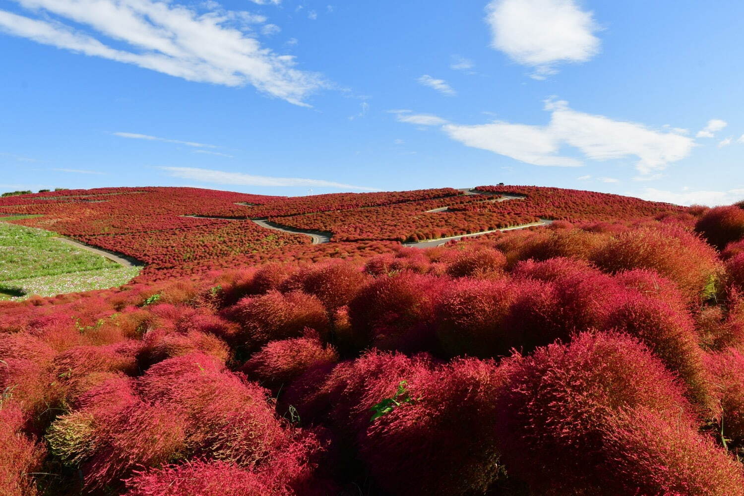 茨城・国営ひたち海浜公園“コキア”の紅葉、丘を真っ赤に染める約4万本｜写真2