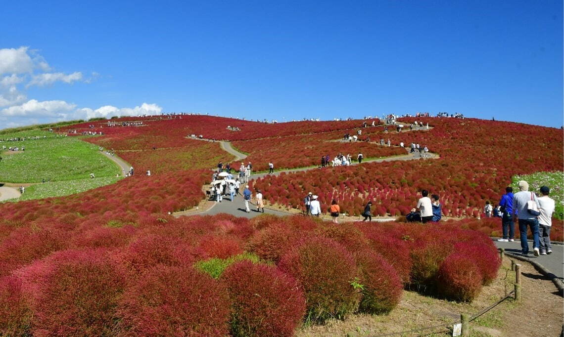 茨城・国営ひたち海浜公園“コキア”の紅葉、丘を真っ赤に染め上げる約4万本｜写真1