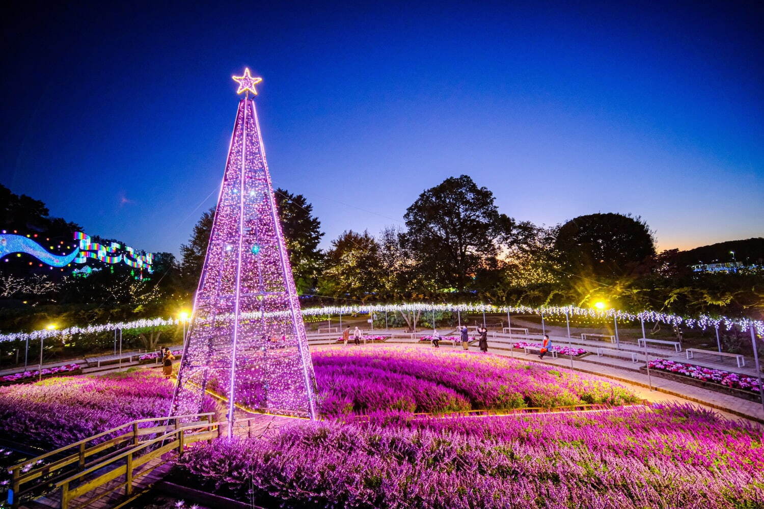 あしかがフラワーパーク24年イルミネーション、500万球が彩る「光の花の庭」冬景色輝く新エリアも｜写真2