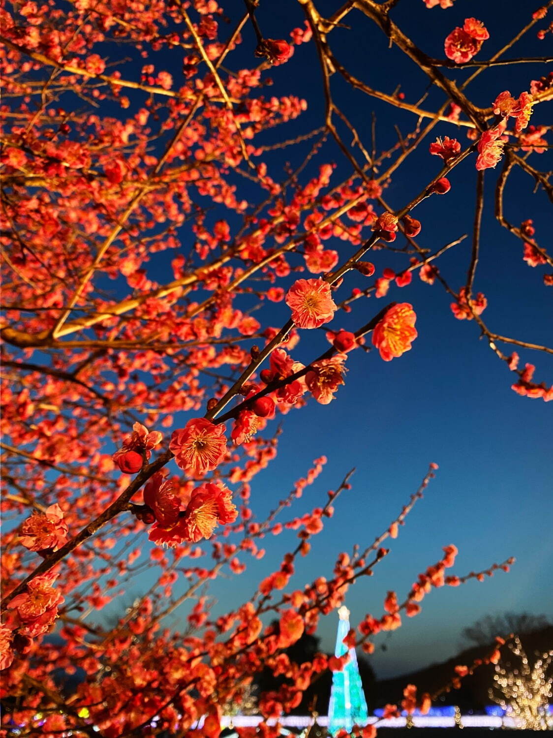 あしかがフラワーパーク24年イルミネーション、500万球が彩る「光の花の庭」冬景色輝く新エリアも｜写真6