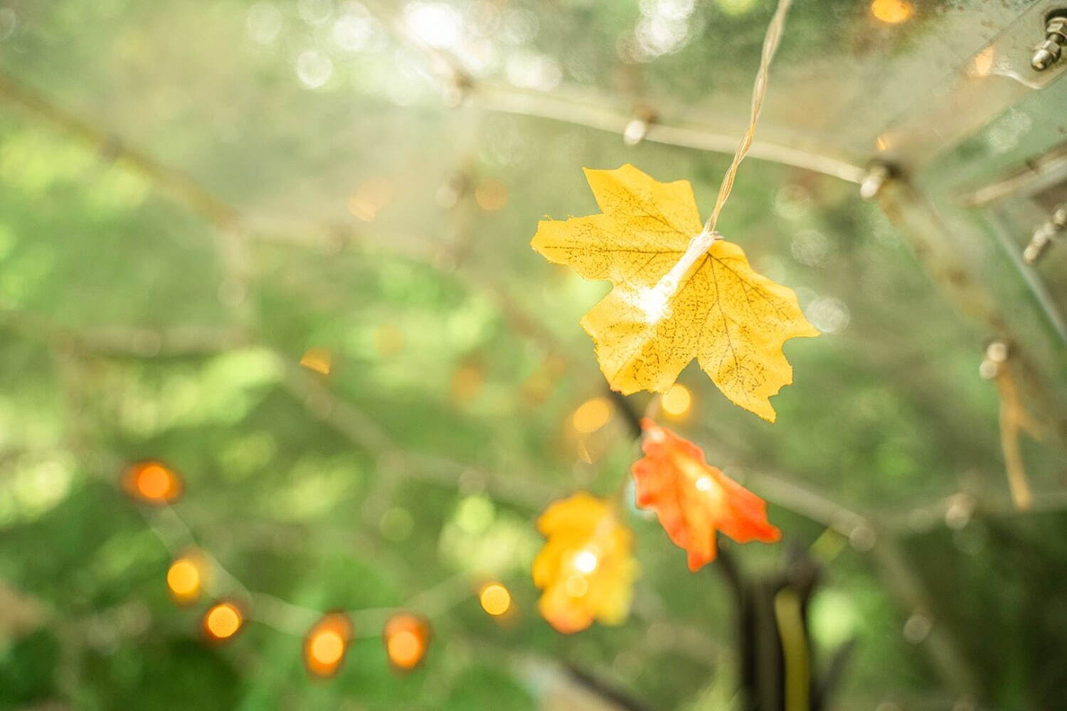 “夜の紅葉ライトアップ”ROKKO森の音ミュージアム＆六甲高山植物園で、土日祝日限定で開催｜写真20