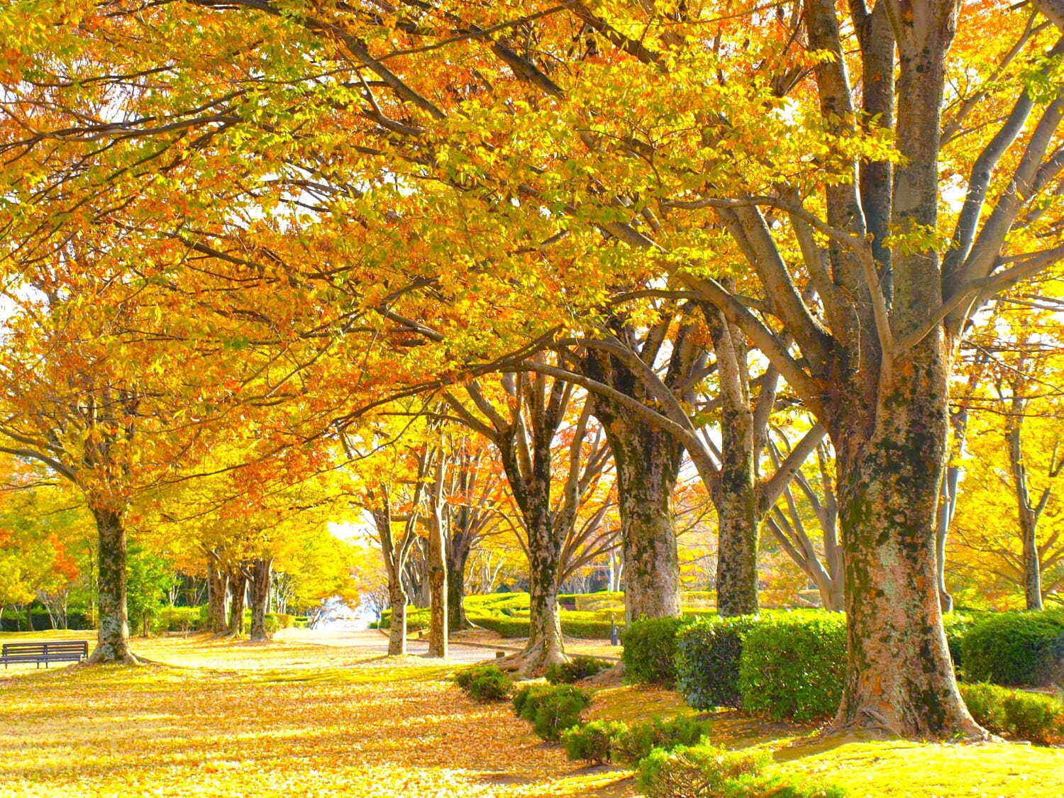 写真提供：万博記念公園マネジメント・パートナーズ