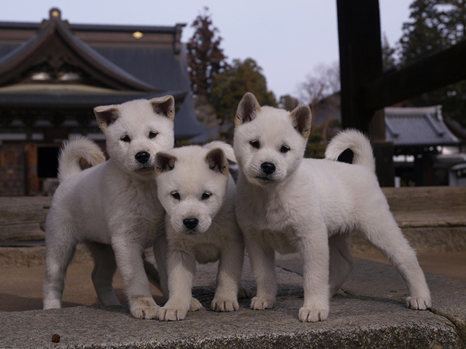 岩合光昭写真展「どうぶつ家族」岡山で開催 - 野生動物の輝きを収めた作品群｜写真2