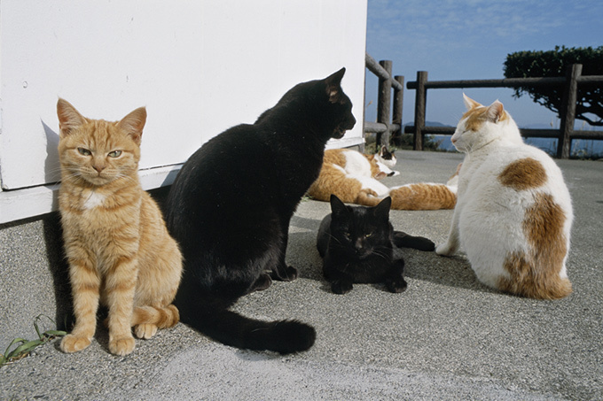 岩合光昭写真展「どうぶつ家族」岡山で開催 - 野生動物の輝きを収めた作品群｜写真5