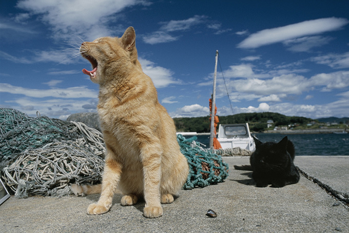 岩合光昭写真展「どうぶつ家族」岡山で開催 - 野生動物の輝きを収めた作品群｜写真6