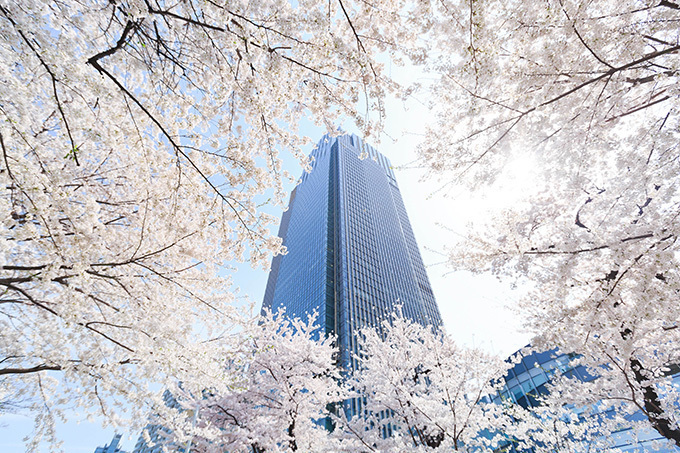 東京ミッドタウンの花見イベント「ミッドタウン・ブロッサム2015」が開催｜写真1