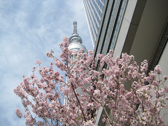 桜を愉しむ東京スカイツリータウンの春休みイベント - 特別ライティングや苺＆桜の限定スイーツなど｜写真1