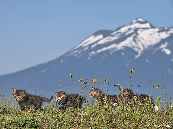 岩合光昭写真展「ふるさとのねこ」渋谷で開催 - 津軽の四季、子ネコたちの物語｜写真2