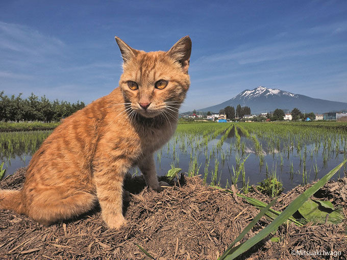 岩合光昭写真展「ふるさとのねこ」渋谷で開催 - 津軽の四季、子ネコたちの物語｜写真4