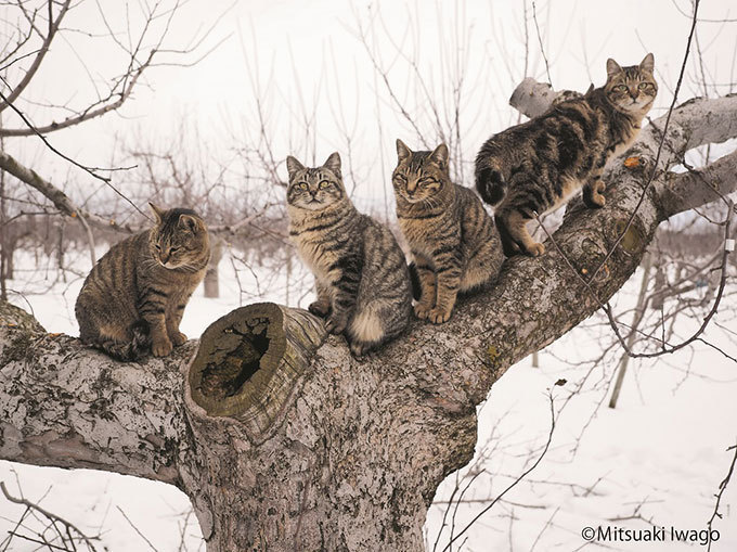 岩合光昭写真展「ふるさとのねこ」渋谷で開催 - 津軽の四季、子ネコたちの物語｜写真10