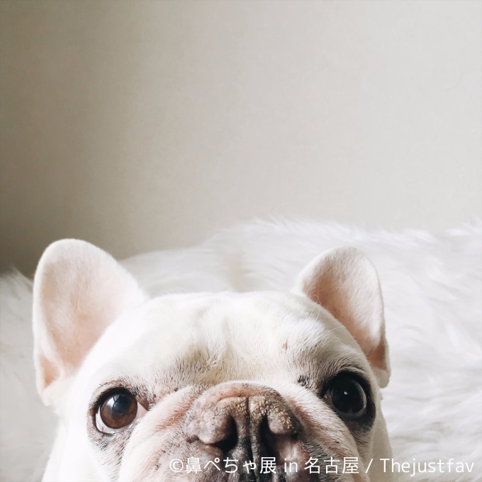 名古屋で「鼻ぺちゃ展」ブルドッグにパグ…”鼻ぺちゃ犬”の写真＆グッズが大集合｜写真17