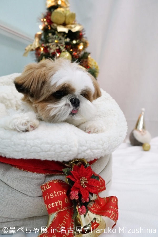 名古屋で「鼻ぺちゃ展」ブルドッグにパグ…”鼻ぺちゃ犬”の写真＆グッズが大集合｜写真6