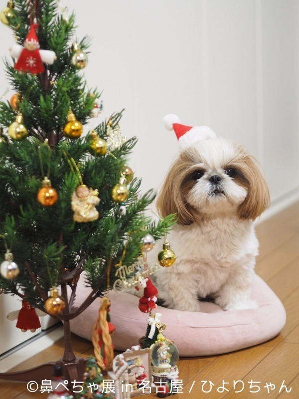 名古屋で「鼻ぺちゃ展」ブルドッグにパグ…”鼻ぺちゃ犬”の写真＆グッズが大集合｜写真22