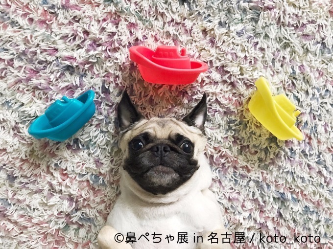 名古屋で「鼻ぺちゃ展」ブルドッグにパグ…”鼻ぺちゃ犬”の写真＆グッズが大集合｜写真11