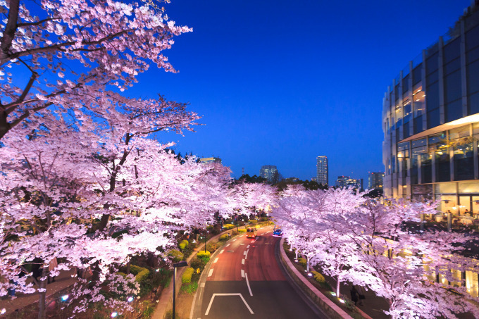 東京ミッドタウンの花見イベント「ミッドタウン・ブロッサム」お酒やスイーツが楽しめる屋外ラウンジも｜写真3