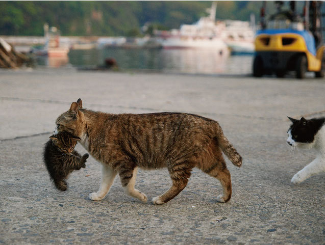 岩合光昭による「ねこの写真展」東京・京都・広島など全国で - オリジナルネコグッズも発売｜写真3