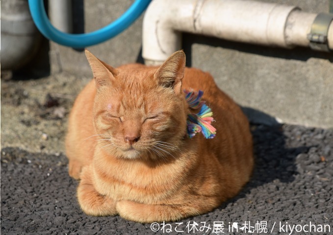 写真展＆物販展「ねこ休み展」札幌パルコで開催、スター猫“ふーちゃん”や“ホイップ”ら集結｜写真4