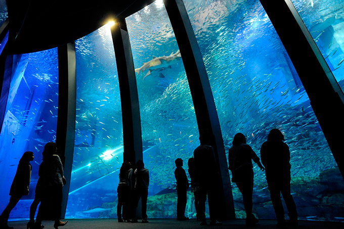 夏の横浜・八景島シーパラダイス - 昼はウォーターアトラクション、夜は幻想的な水族館で癒しを｜写真4