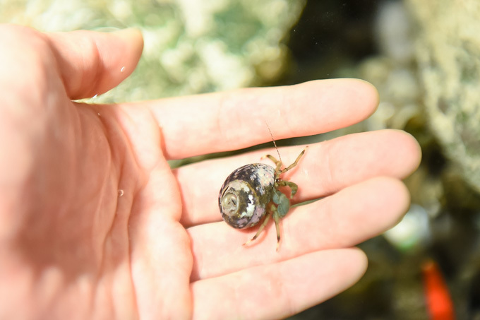 5分で読める「夜の新江ノ島水族館」ガイド - クラゲホールや大水槽など“えのすい”を紹介｜写真26