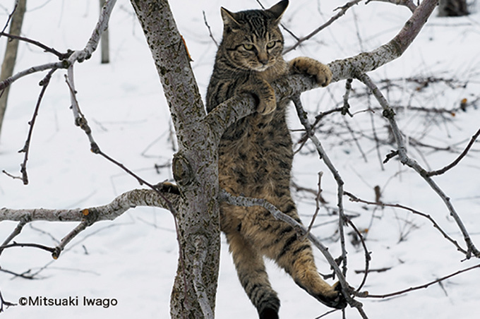 岩合光昭「ねこの写真展」東京・大阪・京都など全国で開催｜写真3