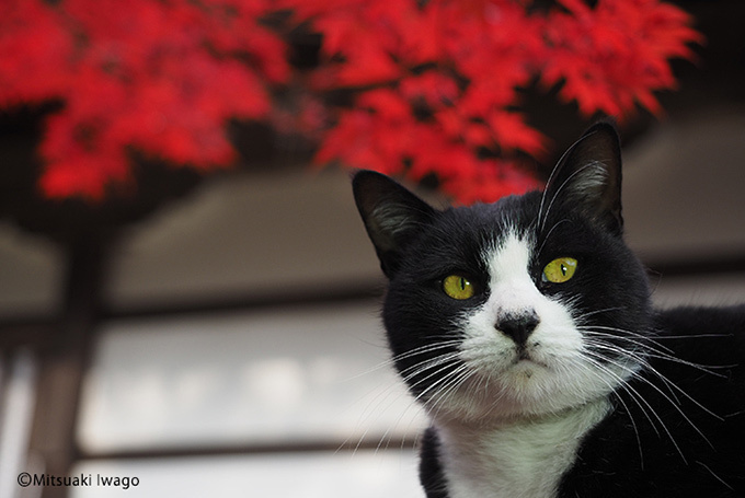 岩合光昭「ねこの写真展」東京・大阪・京都など全国で開催｜写真2