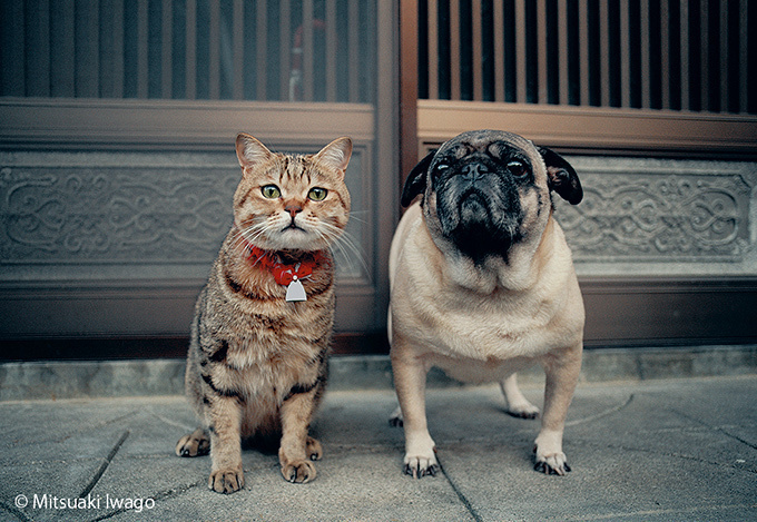 岩合光昭「ねこの写真展」東京・大阪・京都など全国で開催｜写真1