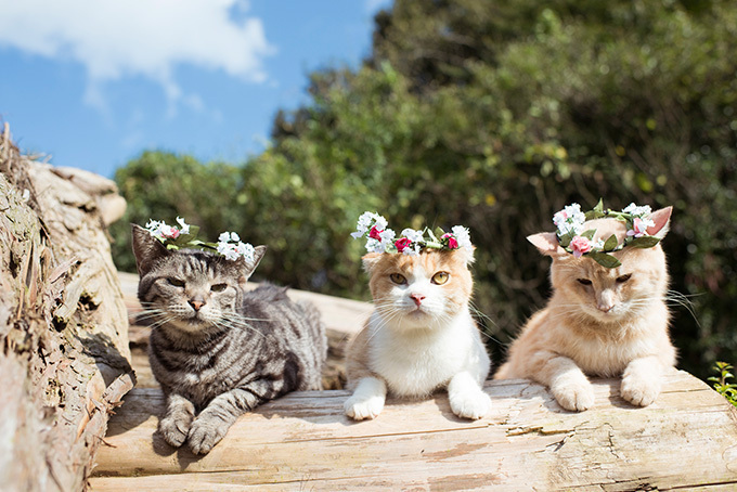 「ねこ休み美術館」東京・大阪・札幌で開催 - スター猫が名画とコラボ、「ねこ休み展」参加作家が勢揃い｜写真11