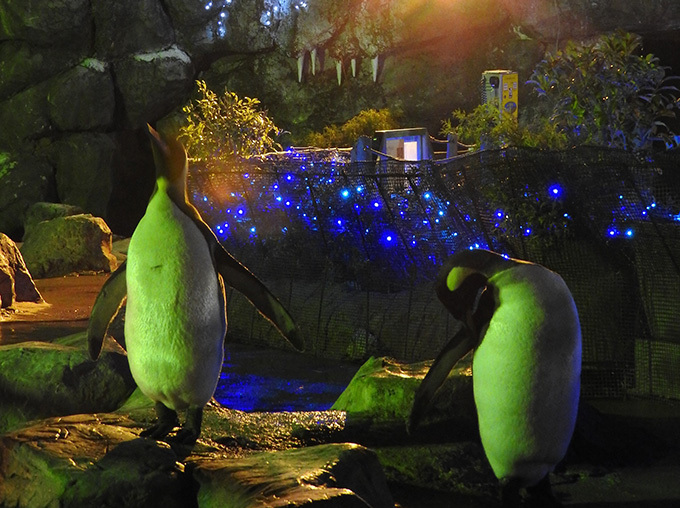 東武動物公園「ウインターイルミネーション」雄大な自然と光・音楽がコラボレート｜写真20