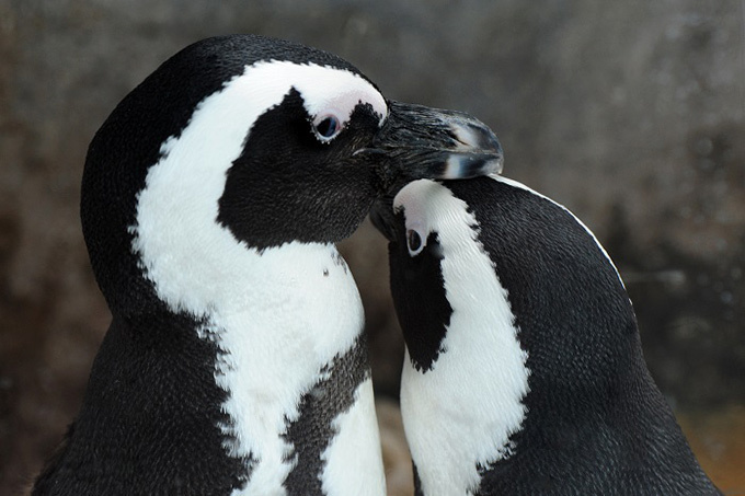 京都水族館で「愛のペンギンクリスマス」今季初ペンギンの赤ちゃんが登場、映像と光のイルミネ―ションも｜写真1