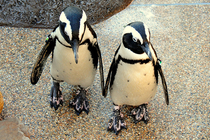 京都水族館で「愛のペンギンクリスマス」今季初ペンギンの赤ちゃんが登場、映像と光のイルミネ―ションも｜写真5