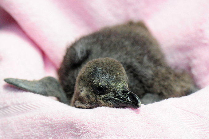 京都水族館で「愛のペンギンクリスマス」今季初ペンギンの赤ちゃんが登場、映像と光のイルミネ―ションも｜写真3