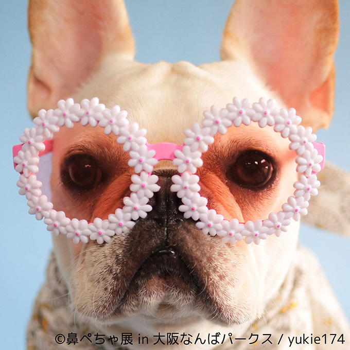 “ぶひかわ犬”の写真展「鼻ぺちゃ展」&柴犬「巻きしっぽ展」大阪・なんばで同時開催｜写真3