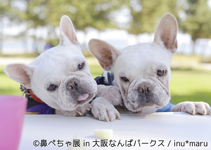 “ぶひかわ犬”の写真展「鼻ぺちゃ展」&柴犬「巻きしっぽ展」大阪・なんばで同時開催｜写真4