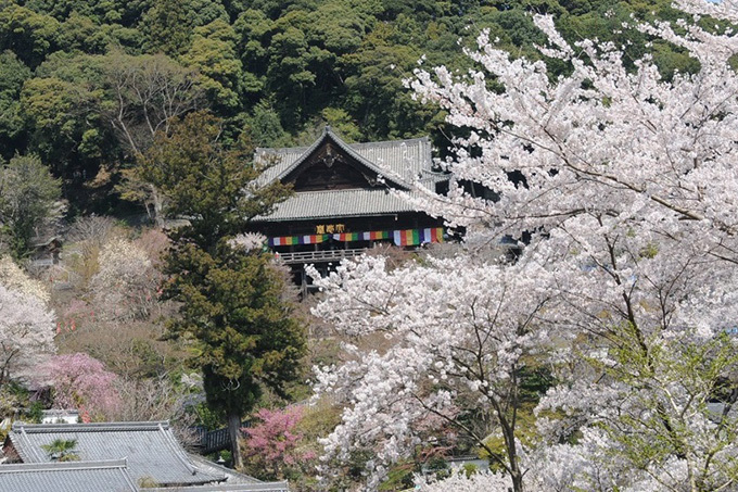 「春の特別拝観」京都や奈良などの寺院「西国三十三所」で - 興福寺の阿修羅像など秘宝公開、桜も見ごろ｜写真8